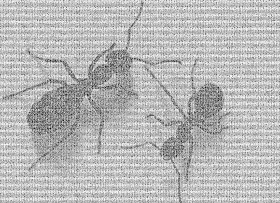 MOSAIC ANTS