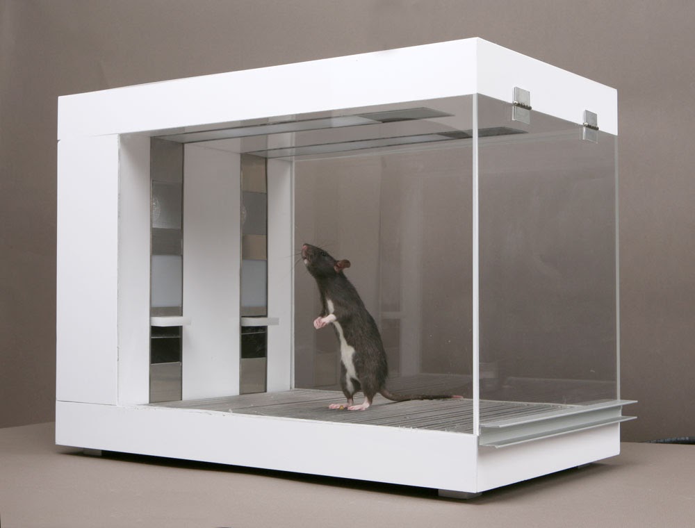 RATTTRADERS - Image 2